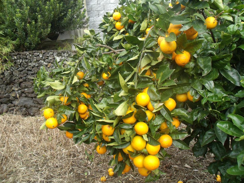 Tropical Fruit Garden Hotel Velas Buitenkant foto