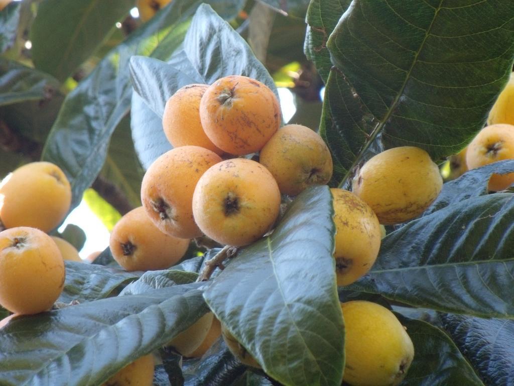 Tropical Fruit Garden Hotel Velas Buitenkant foto